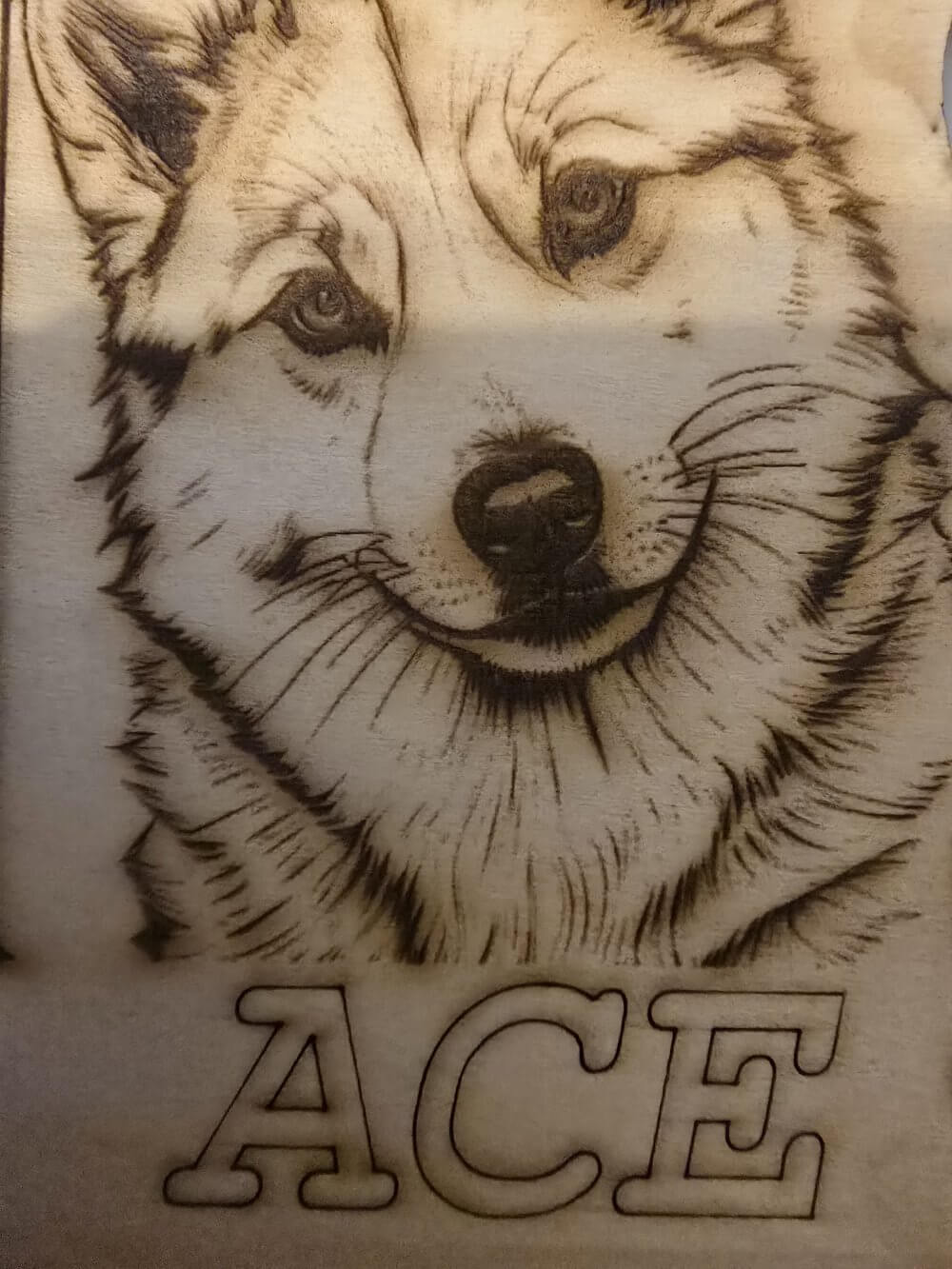 PetSupply1